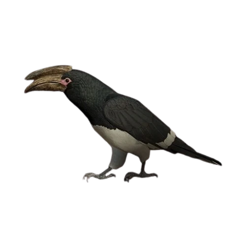 Trumpeter Hornbill